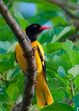 tadoba bird