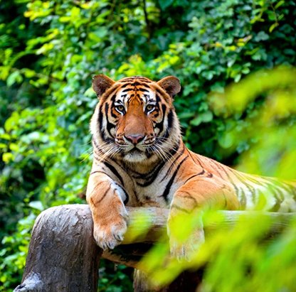 tige sitting