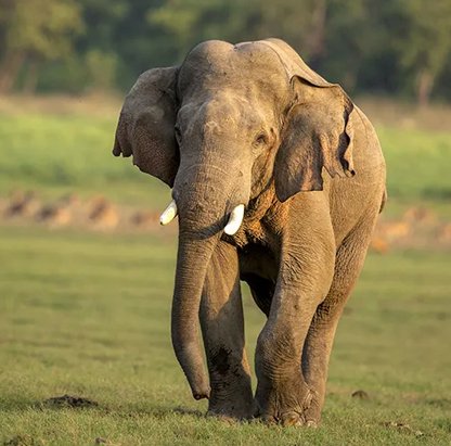 tadoba elephant