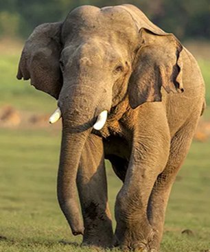 elephat view