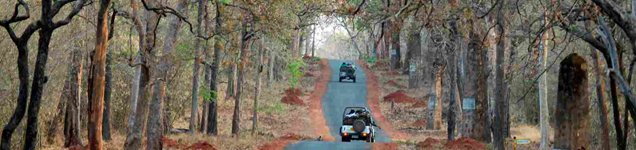 tadoba jeep
