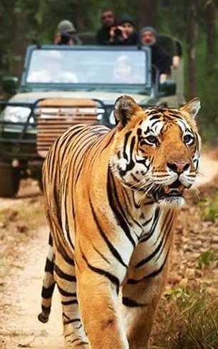 jungle tiger