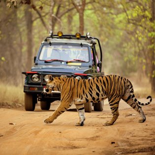 Tadoba Jeep safari