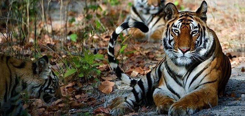 tadoba best time visit