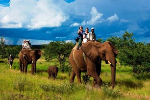 elephant safari