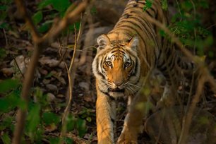 tiger safari