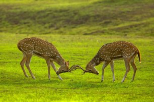 deers
