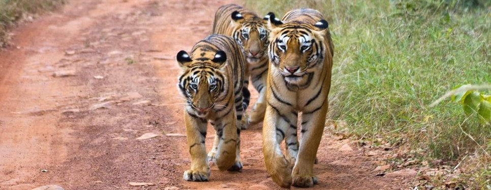 tiger tadoba