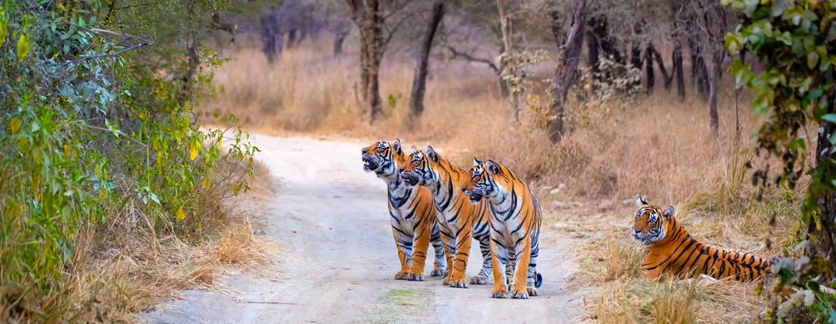 tiger safari tour