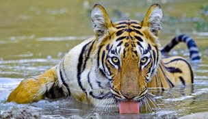 tiger