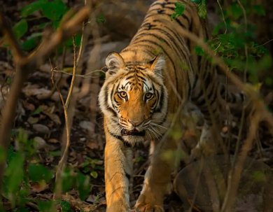 places in tadoba