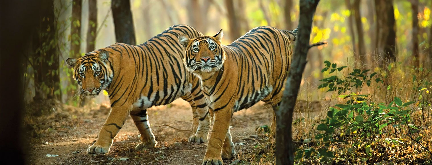 tiger safari