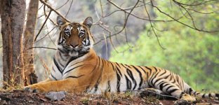 Tadoba safari tigers