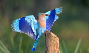 bird