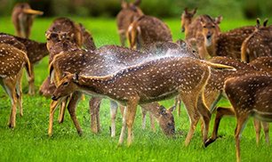 deers