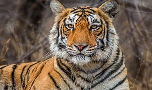 tadoba tiger