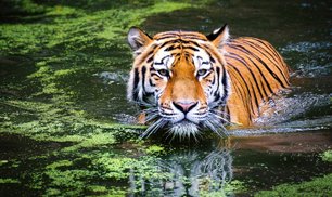 tiger in tadoba