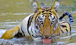 tiger tour - 1Night / 2Days