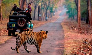 tiger tour - 1Night / 2Days